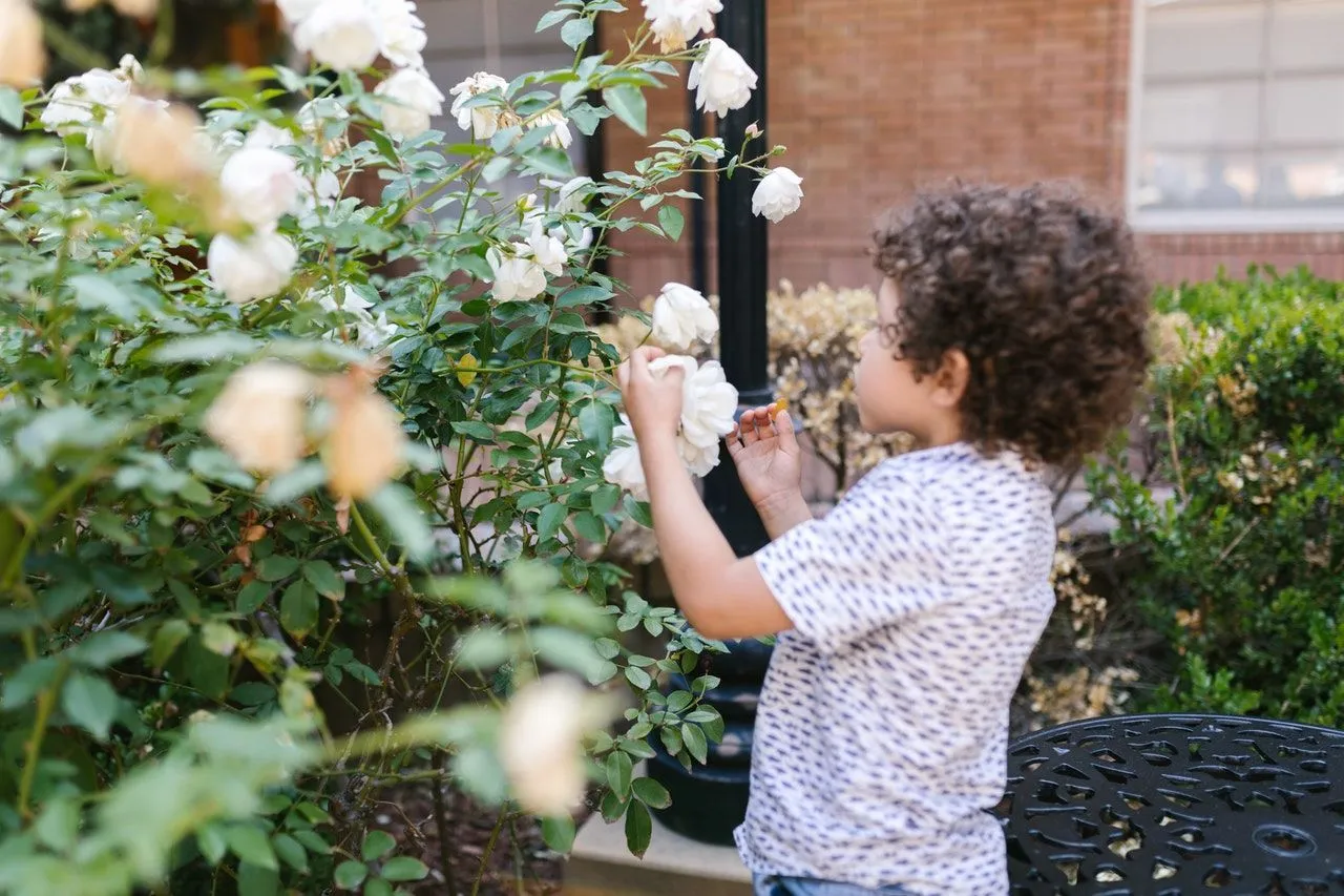 A kid plucking white roses