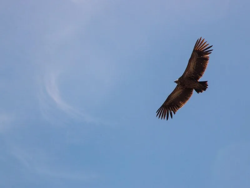 Brown Falcon flying in the sky