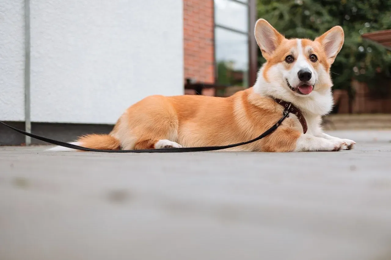 Using a leash to control your dog while measuring the height is a great option.