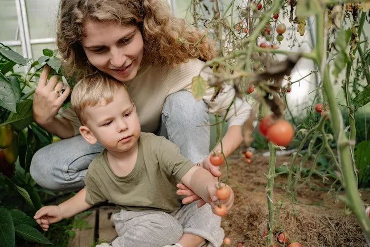 A little boy plucking tomatoes with his mother