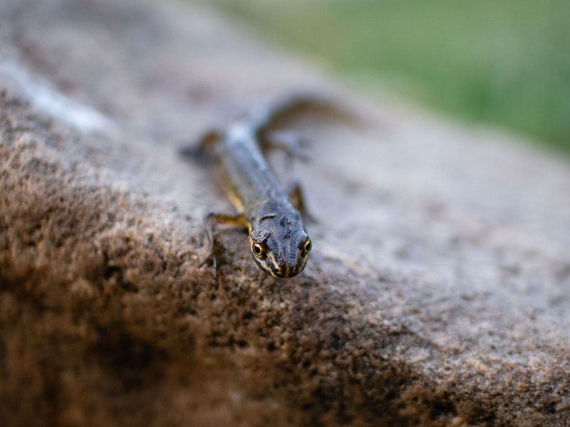 common salamander 