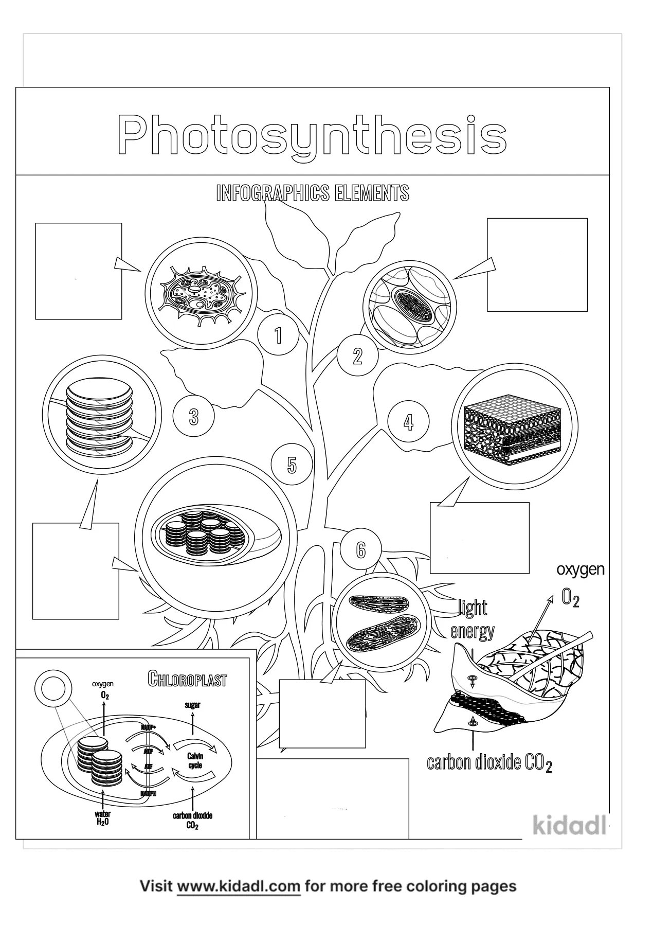 Photosynthesis Coloring Sheet My XXX Hot Girl