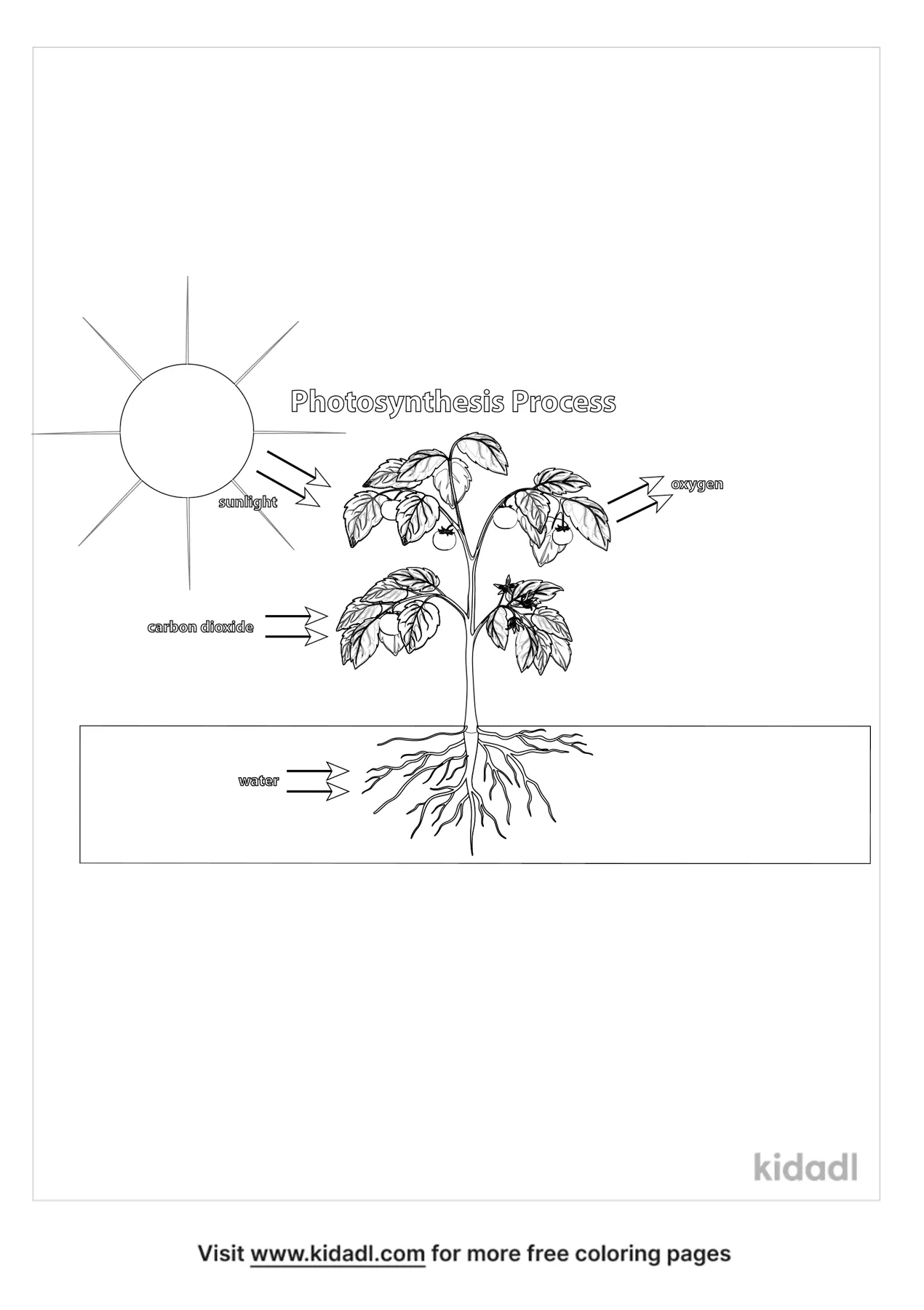 photosynthesis coloring pages