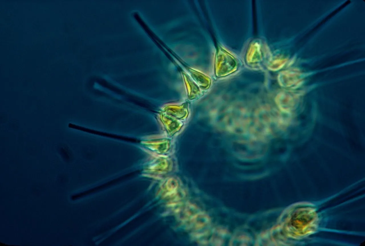 Find out interesting Phytoplankton Facts here.