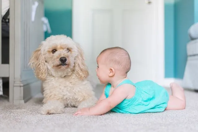 A baby girl in blue dress sitting next to her fluffy dog