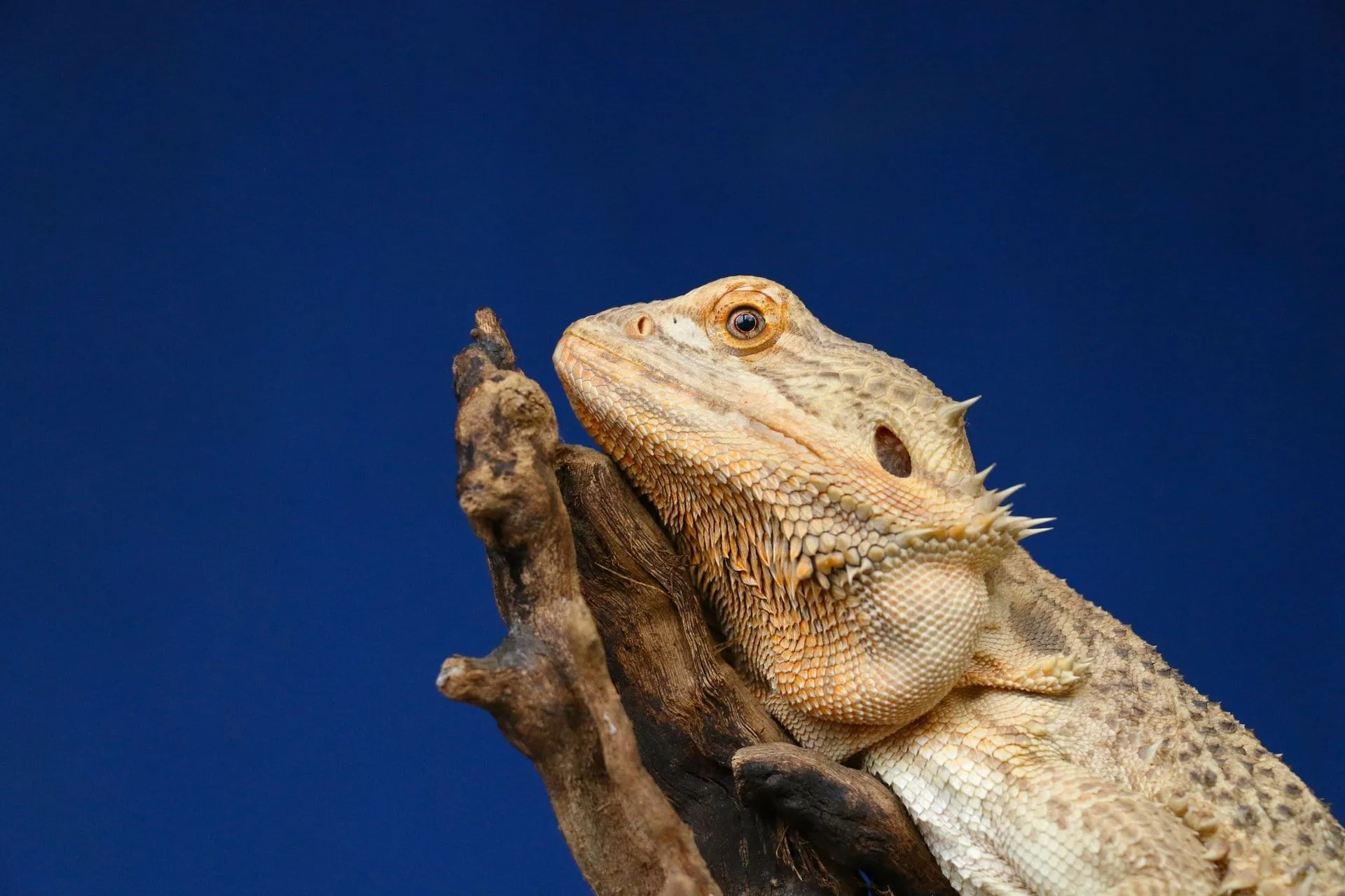 A bearded dragon lizard resting on a branch