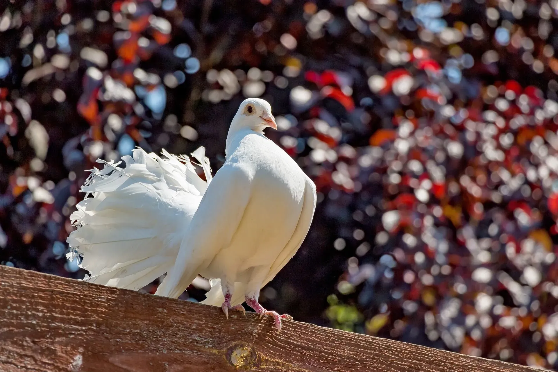 Fancy pigeons are extremely popular birds among bird enthusiasts.