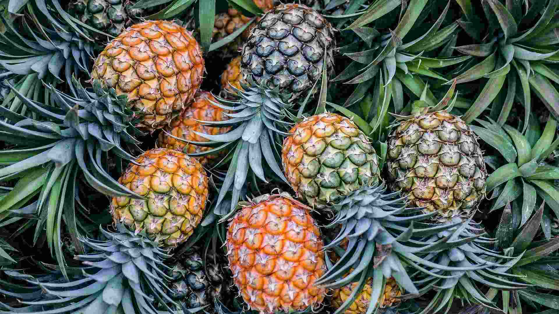 well researched facts about the delicious pineapples