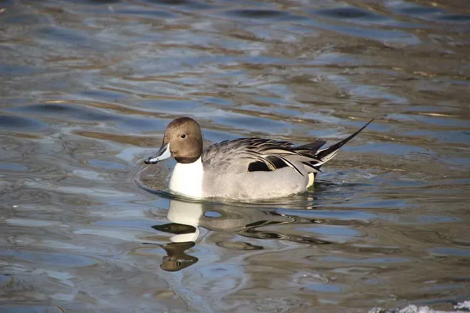 Northern pintail birds are known for flying over huge distances.