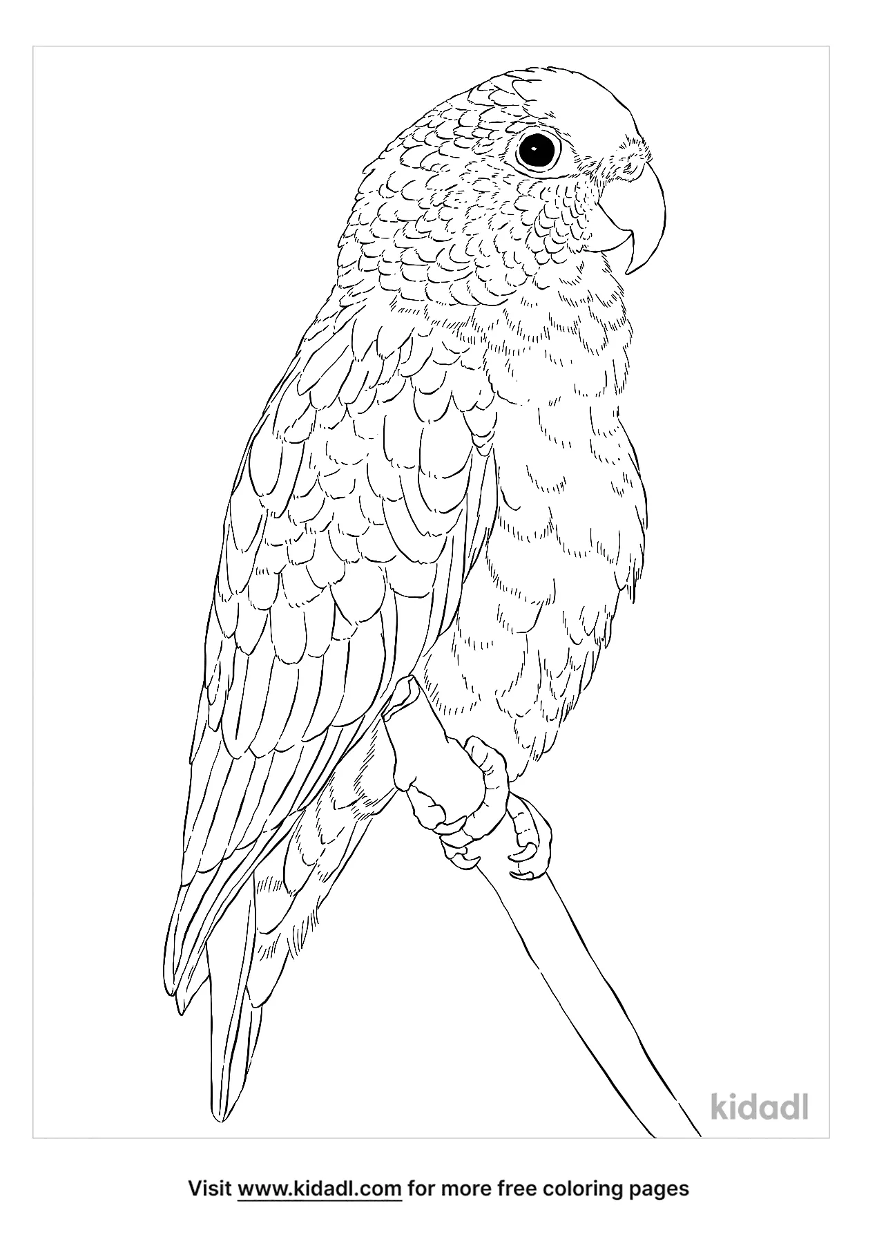 Pionus Parrot Coloring Page | Free Birds Coloring Page | Kidadl