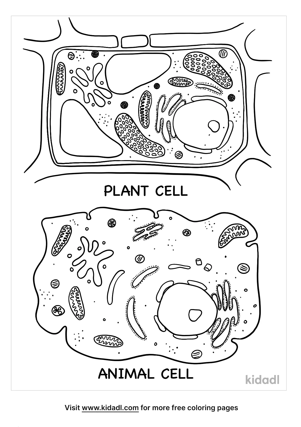Free Plant And Animal Cell Grade School Coloring Page | Coloring Page  Printables | Kidadl