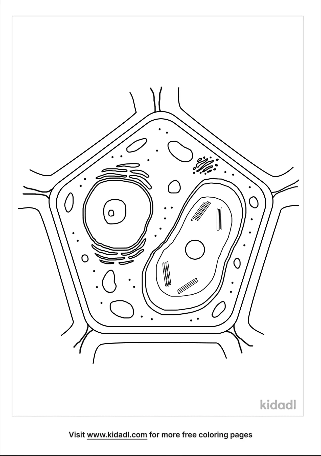 Plant Cell Coloring Worksheet