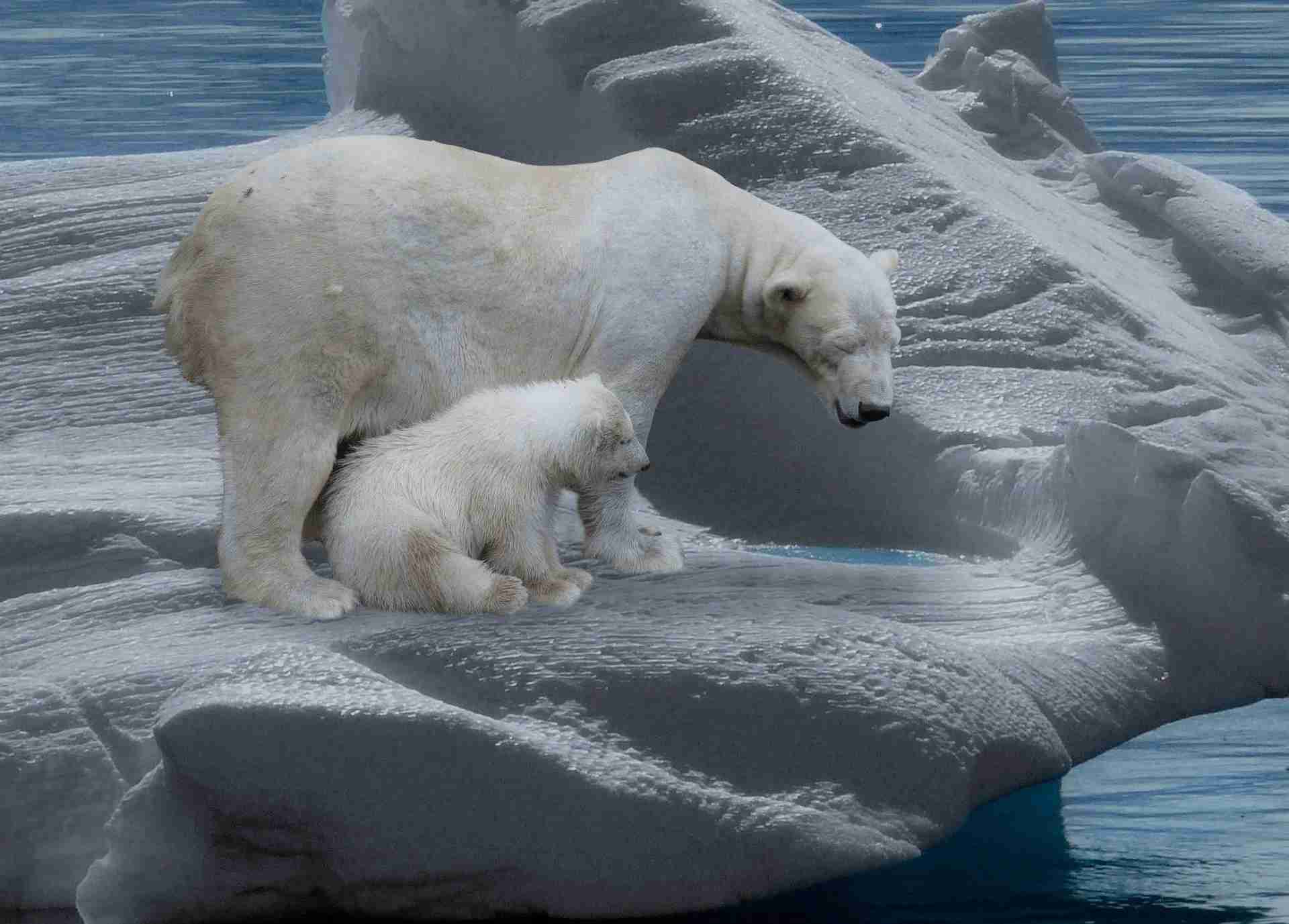 During summer polar bears move towards south for hunting.