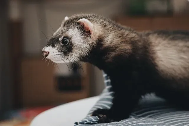 While not apparent from the name, the Libyan striped weasel is also classified as a polecat.