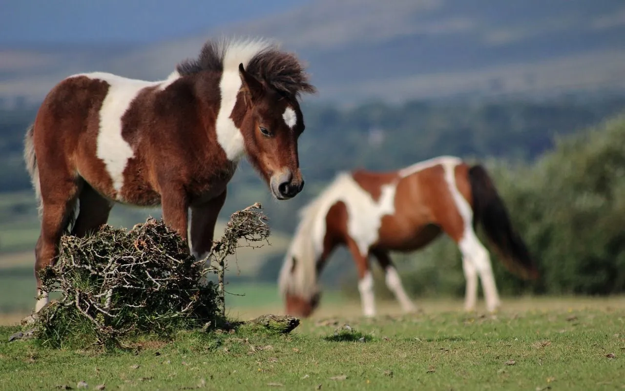 Ponies at Dartmoor National Park are just some animals there, as mentioned in the Dartmoor facts.