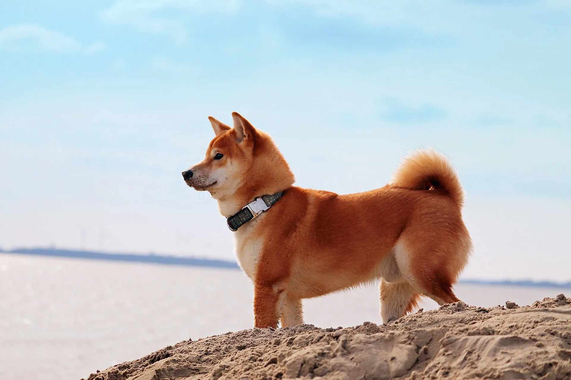 Shiba Inu is a popular Japanese dog breeds