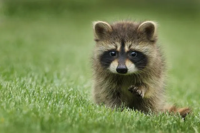 can you adopt a raccoon dog