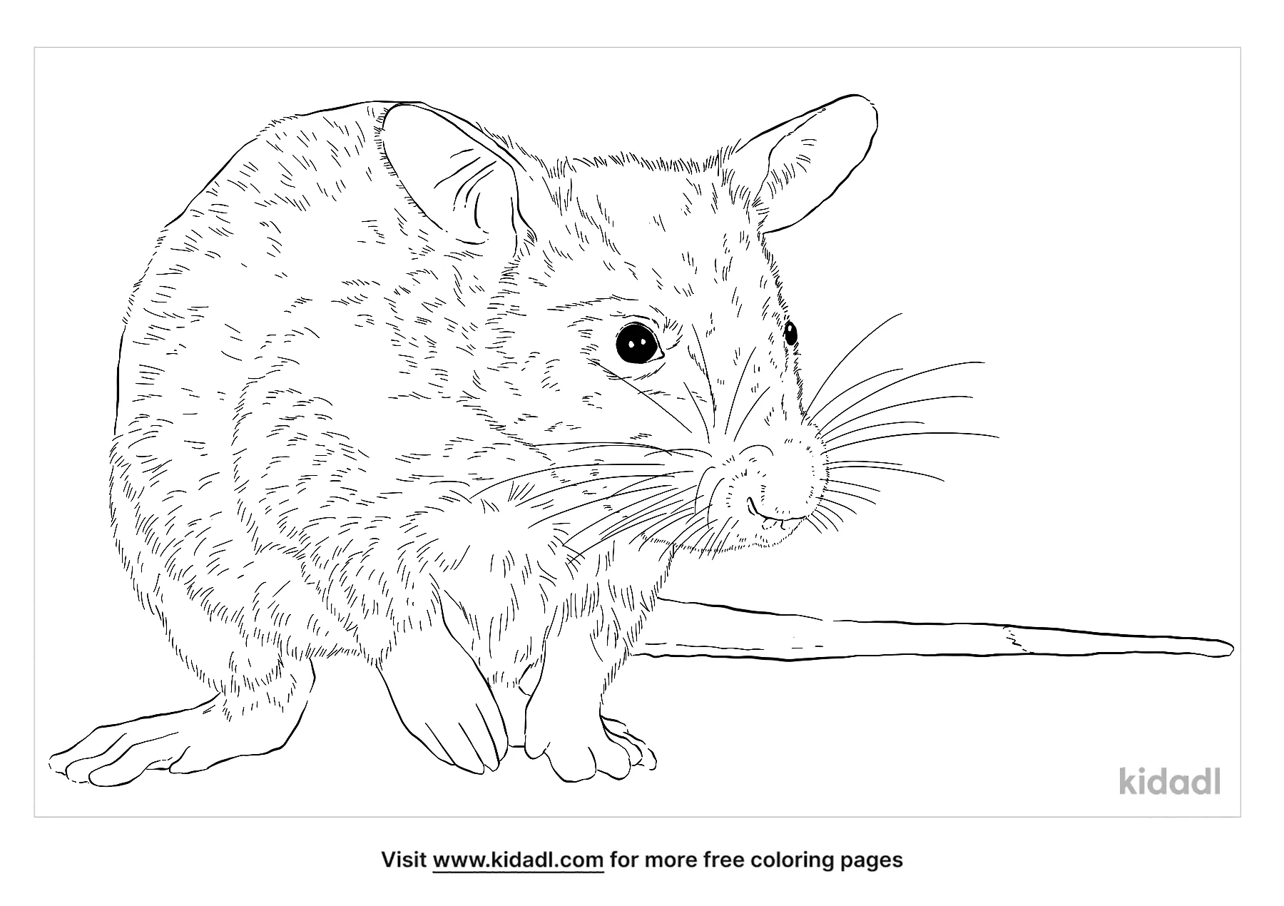 Pouched Rat Coloring Page