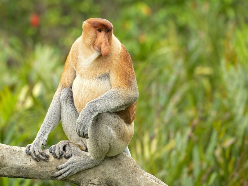 Proboscis monkey or long-nosed monkey sitting on tree