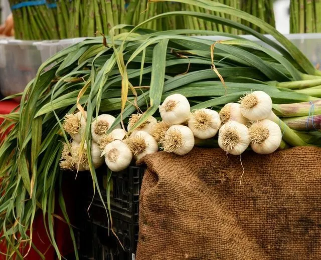April 19 is celebrated as the ‘National Garlic Day’