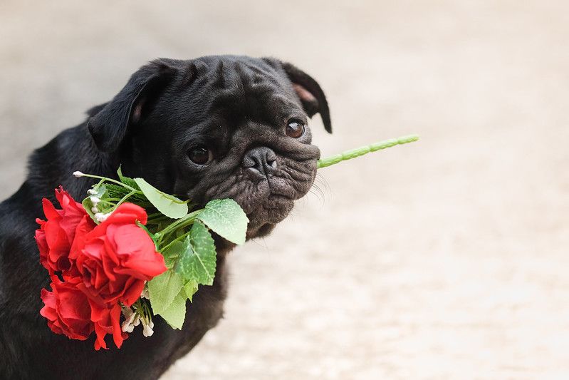 are rose petals safe for dogs