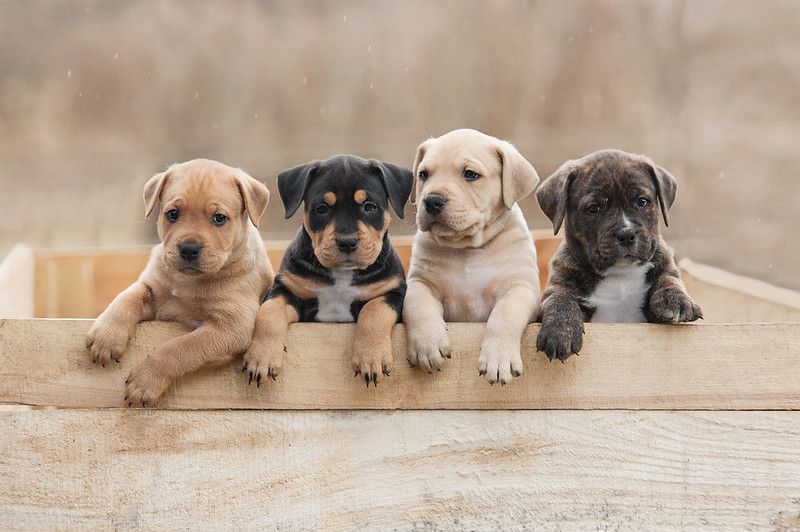 how often do puppies pee and poop