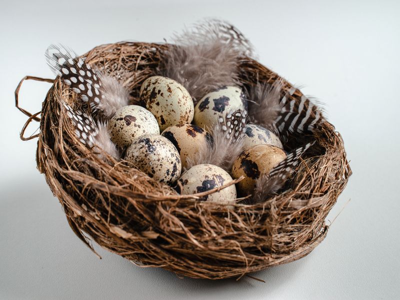 Quail eggs with feathers in the nest