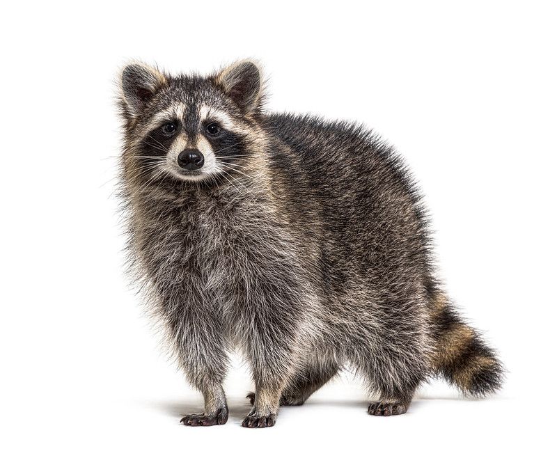 Young Raccoon standing staring at the camera
