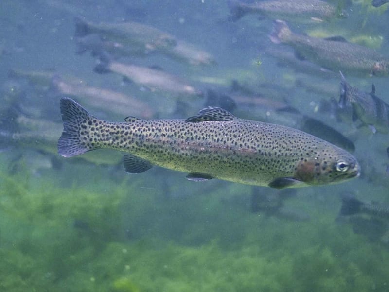 Wild-caught rainbow trouts are healthier to consume.