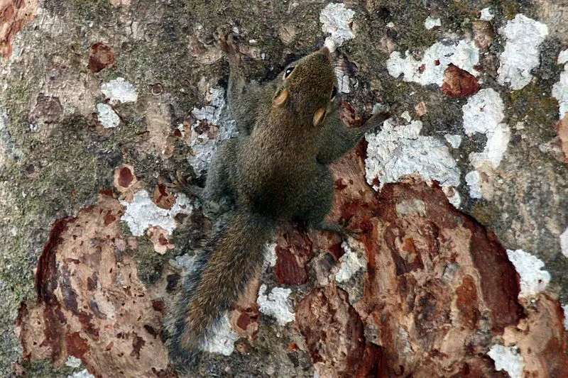 discover more about African pygmy squirrel