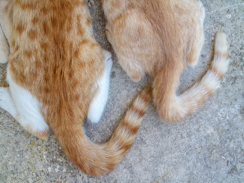 Aerial View On two Tails of Small Twin Cats.