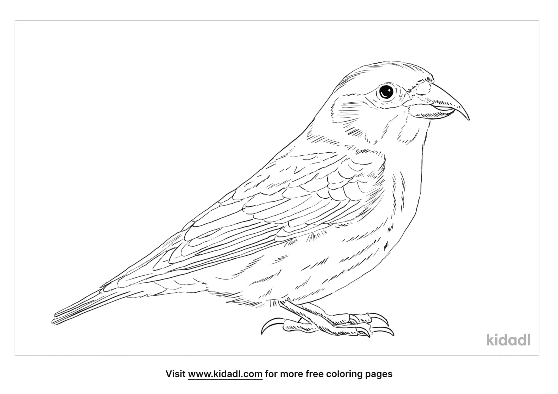Red Crossbill Coloring Page