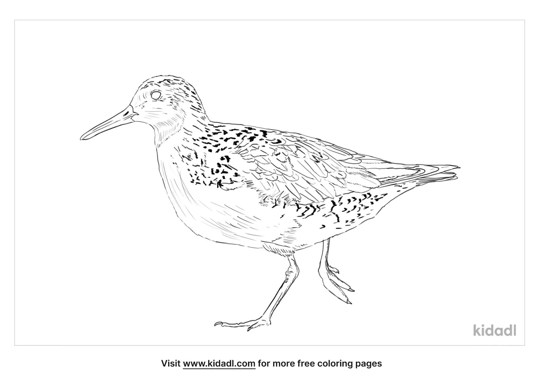 Red Knot Coloring Page