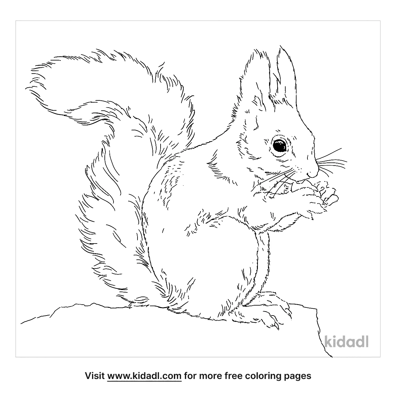 free coloring pages for squrrils