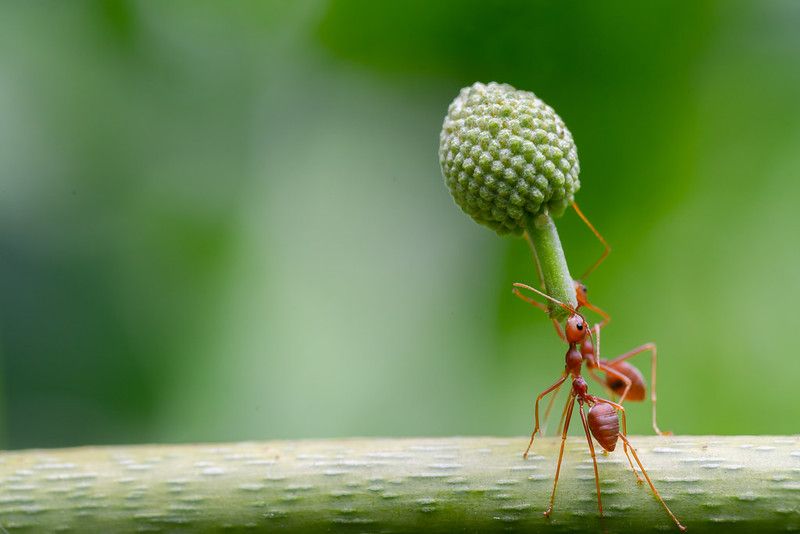 Ant carrying food