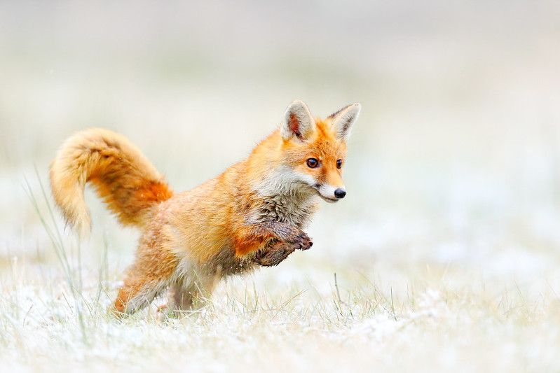 Do Foxes Hibernate What Do They Do And How Do They Survive In Winter