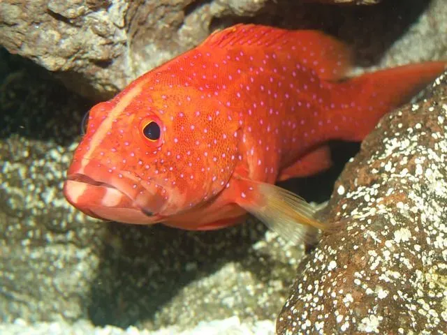 Red groupers can change their gender.