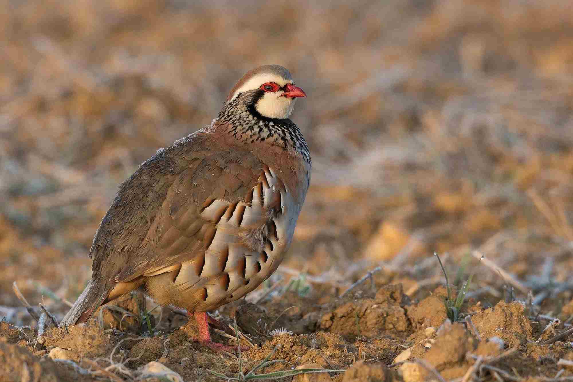 The French partridge also called red-legged partridge