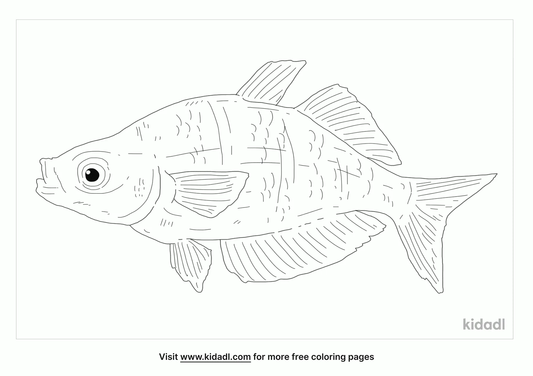Red Rainbowfish Coloring Page