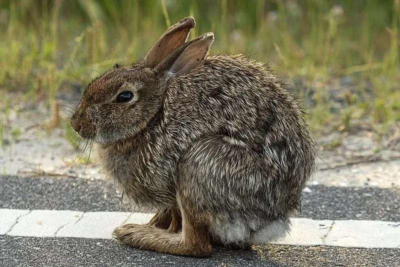 eastern cottontail rabbit reddish-brown color