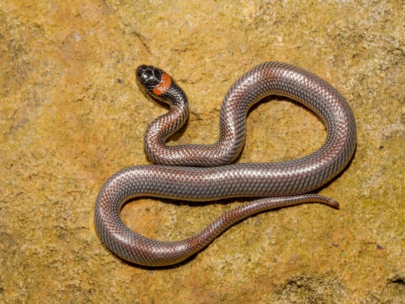 Red naped Snake on rock