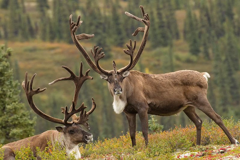 Top Animals In The Taiga: What Wildlife Lives In The Boreal Forest? | Kidadl