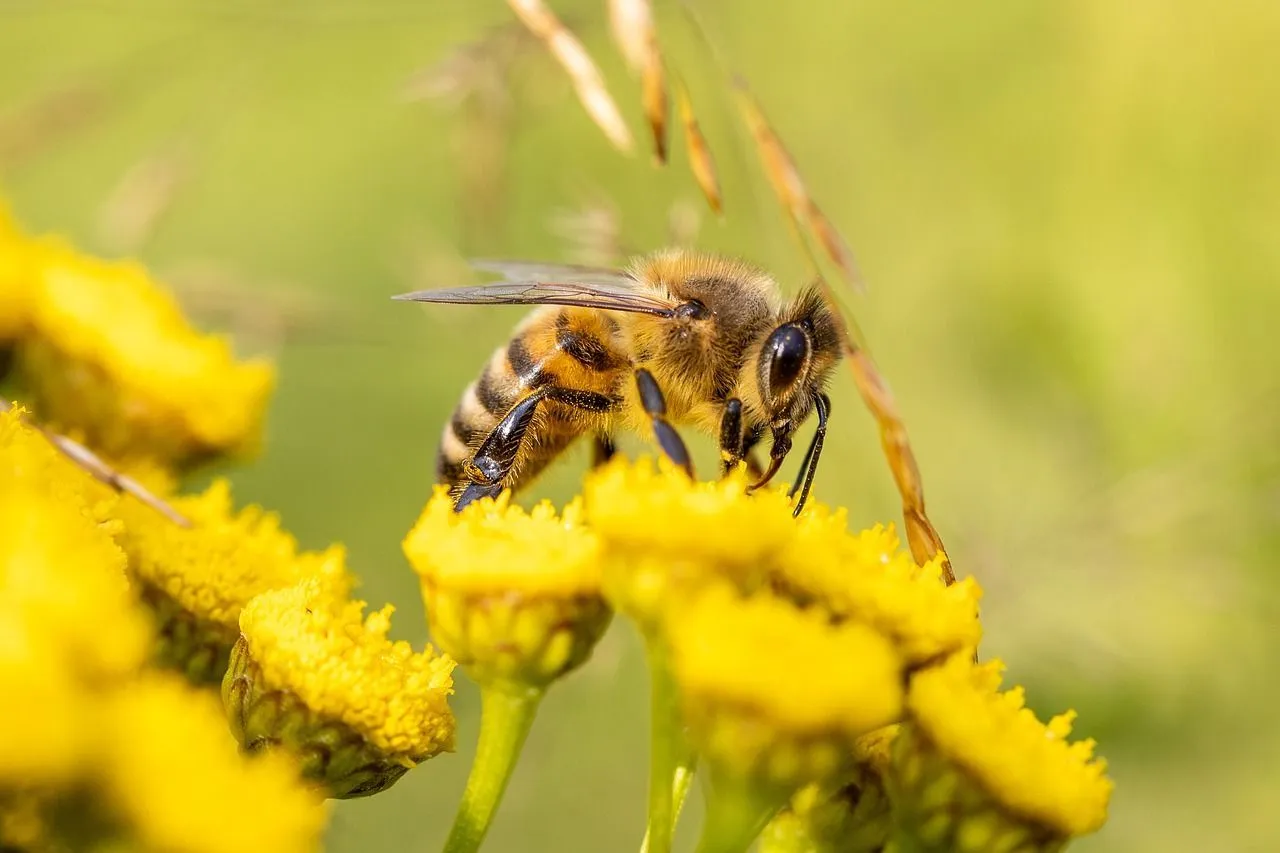 Honey bees are excellent pollinators, and this makes them crucial for the survival of rainforest and plant species.