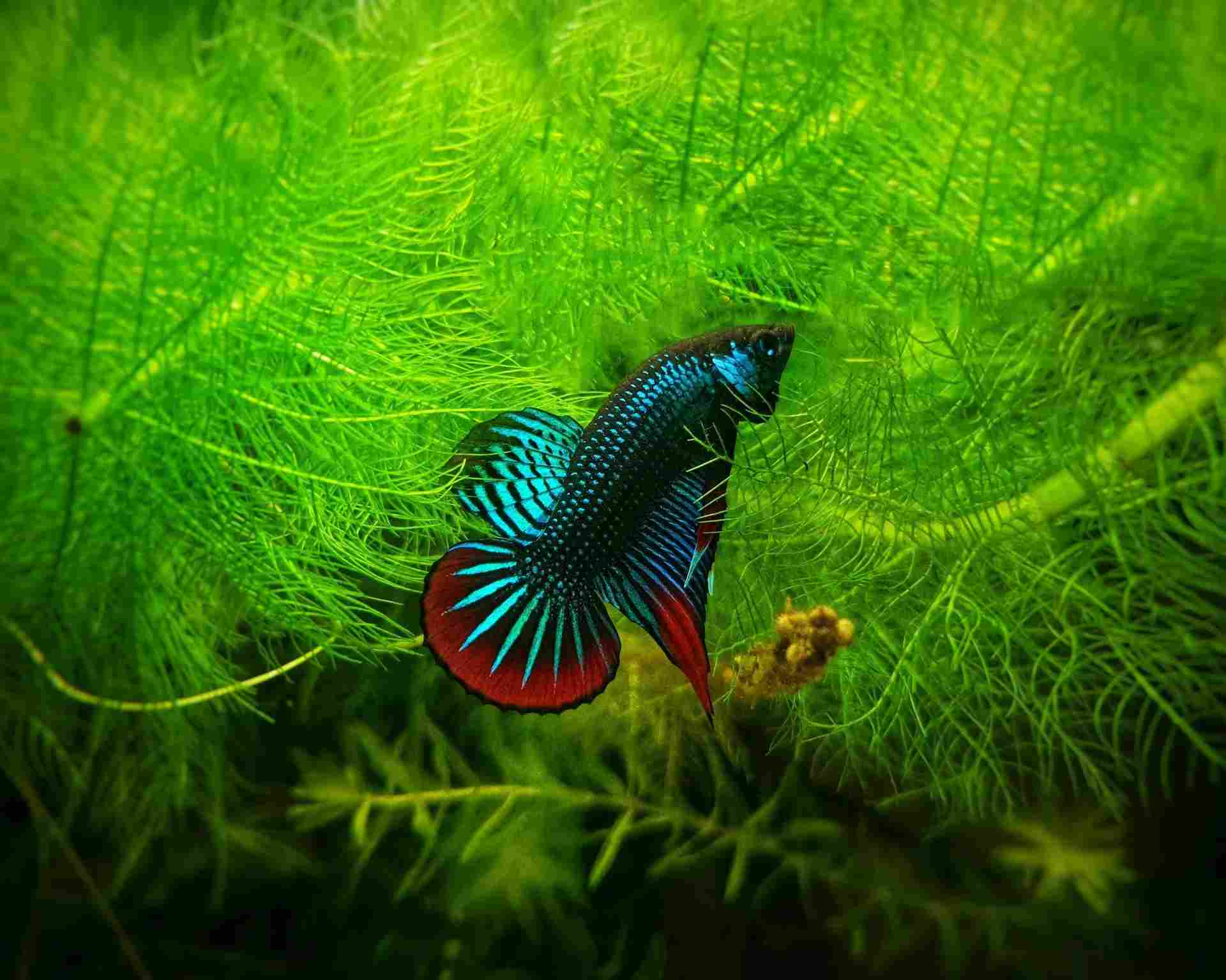 The tank should be maintained at 70-80F for a healthy Betta.