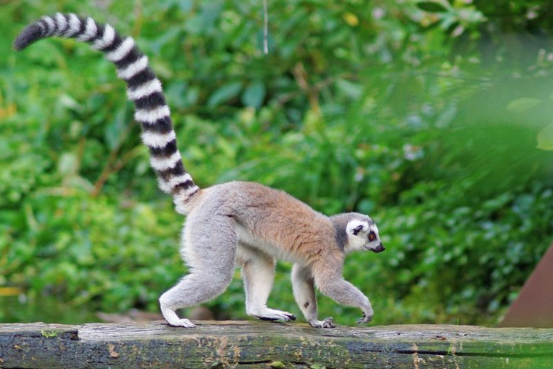 Why Do Animals Have Tails? A Fun-Filled Tale of Tails! | Kidadl