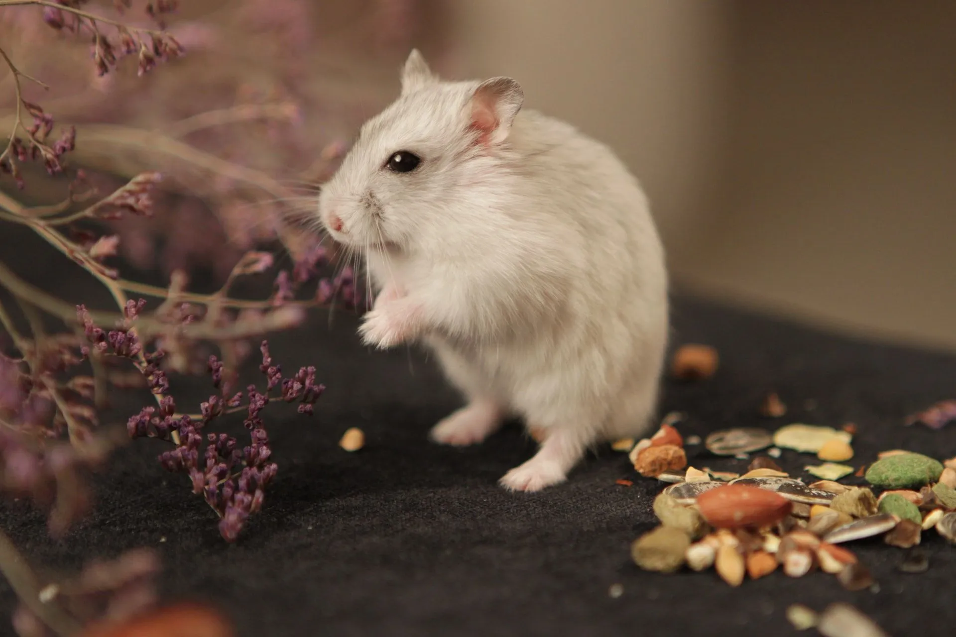 Peanuts can be fed to your furry hamster pets occasionally.