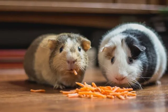 'Can hamster eat grapes' is an important question that all hamster owners should ask.