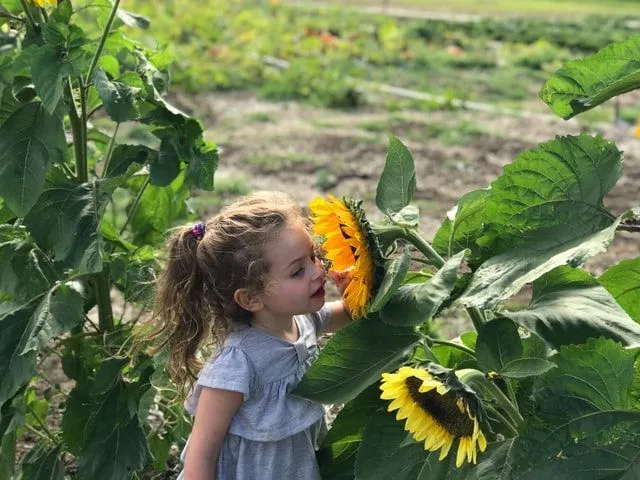 A girl smelling sunflower in the field