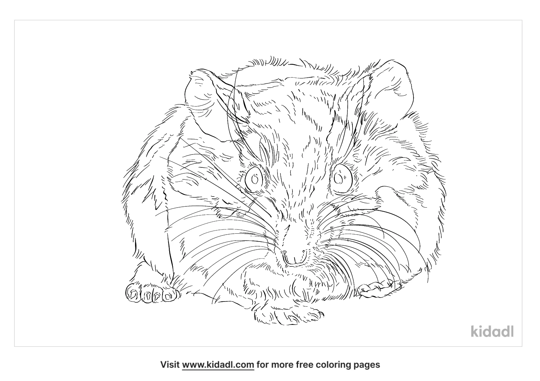 Roborovski Dwarf Hamster Coloring Page