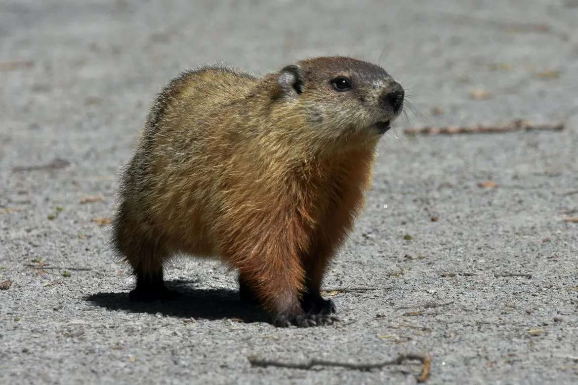 Marmot VS Groundhog! The Insider Sneak Peek | Kidadl